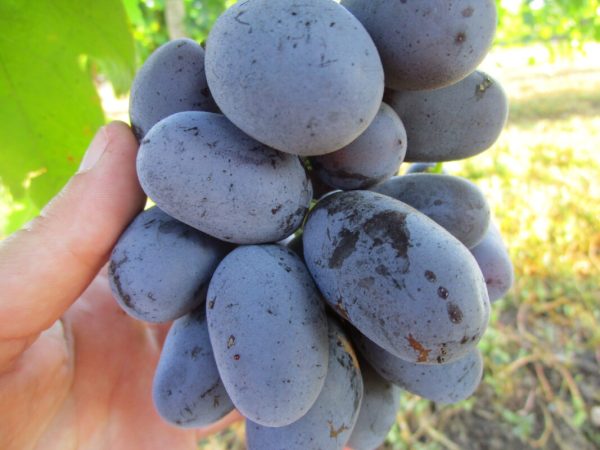Виноград Алвика саженцы купить столовый сорт
