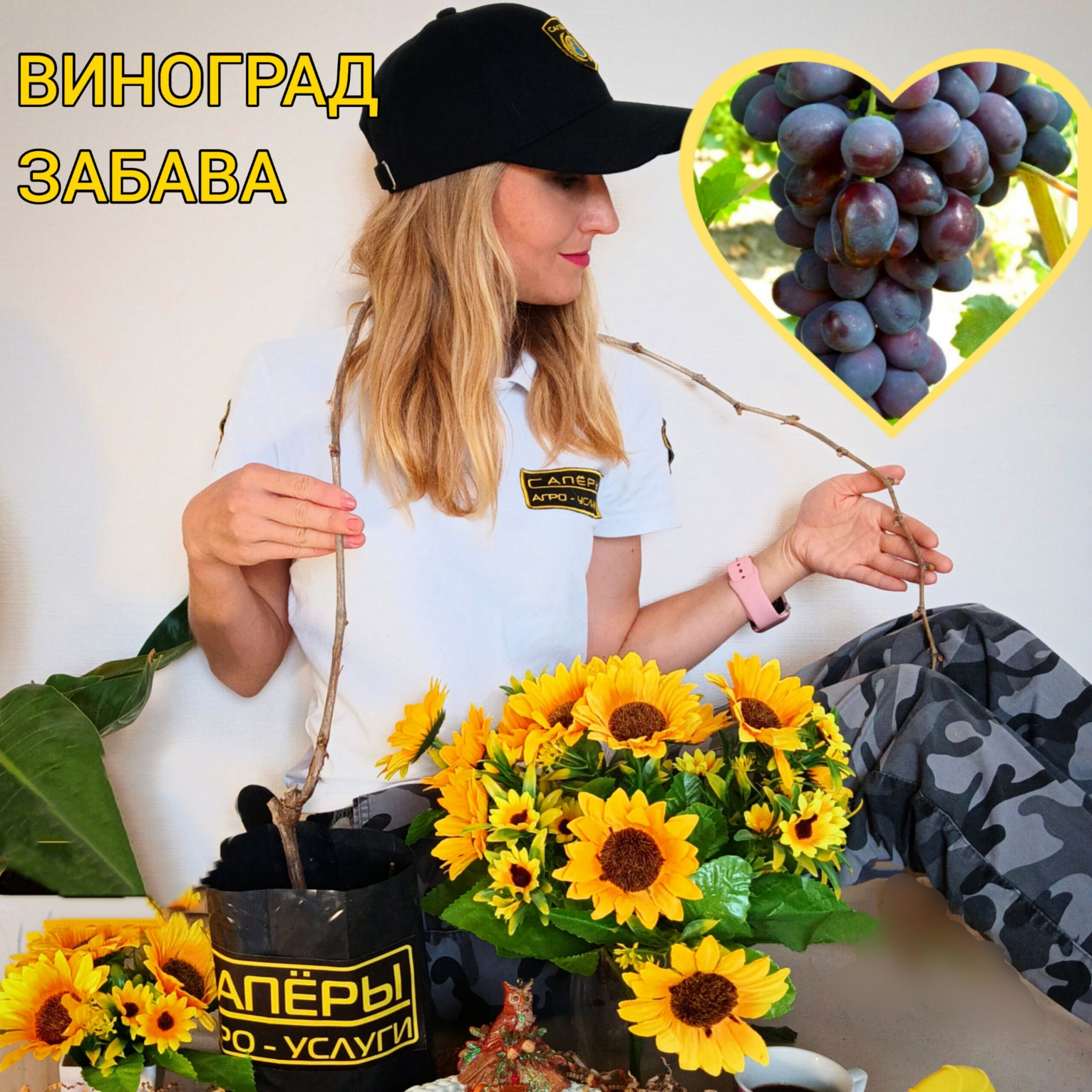 Виноград Забава — саженец ЗКС 50-70см, корнесобственный?✨
