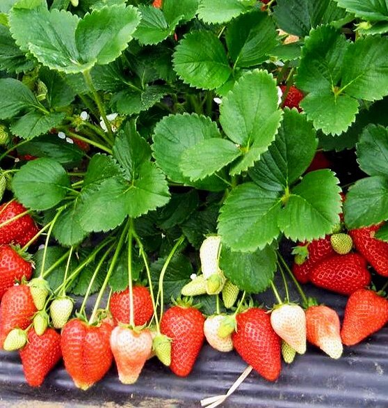 Клубника Альба — саженцы с ЗКС, набор 5 штук ?✨ — изображение 2