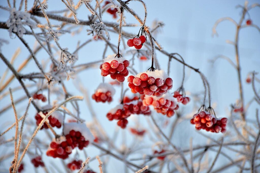viburnum, red berries, fruit-3060769.jpg