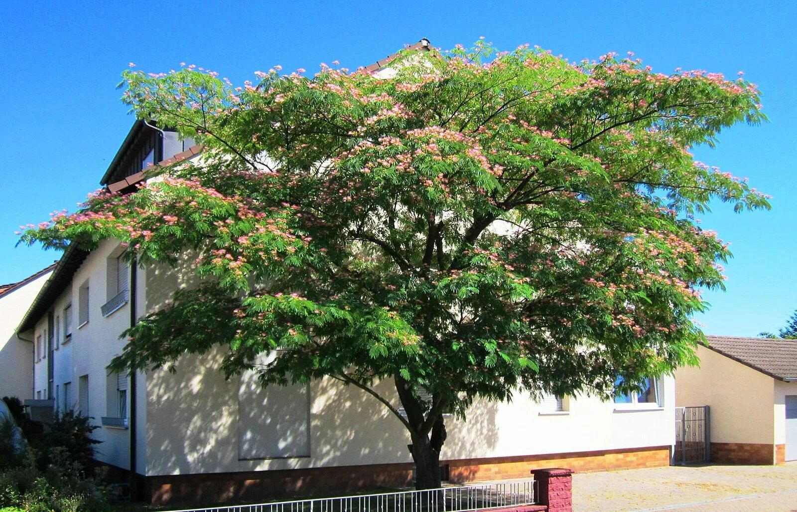 Альбиция ленкоранская (Albizia julibrissin) Акация 120-150 см ЗКС и ОКС — изображение 2