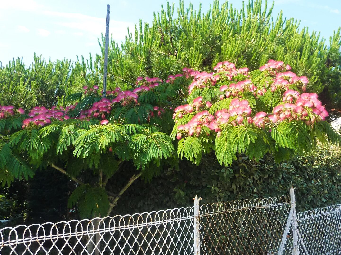 Альбиция ленкоранская (Albizia julibrissin) Акация 120-150 см ЗКС и ОКС — изображение 3