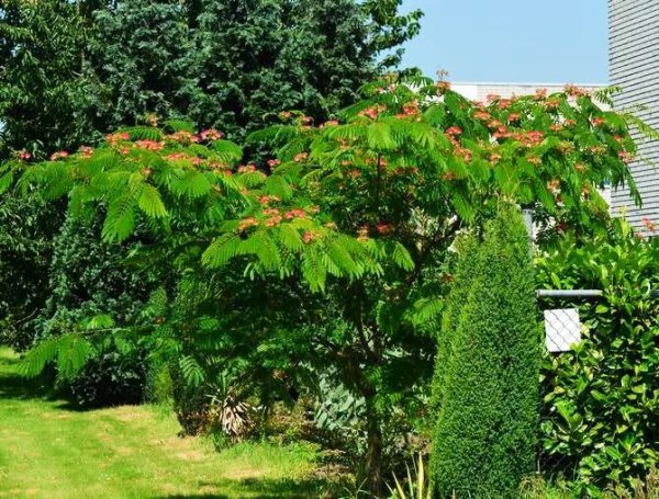 Альбиция ленкоранская (Albizia julibrissin) Акация 120-150 см ЗКС и ОКС