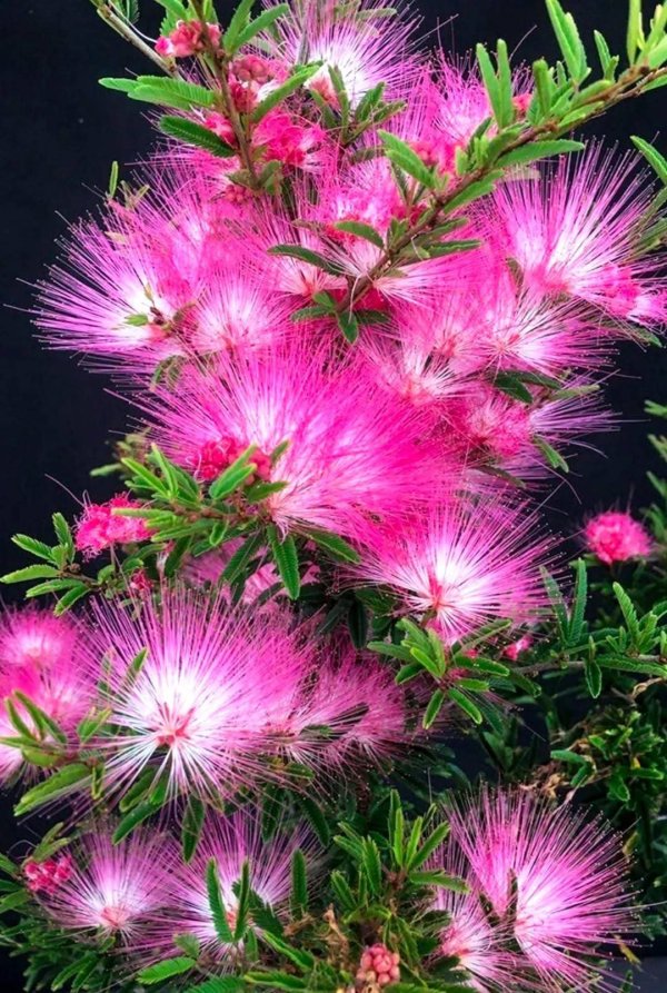 Альбиция ленкоранская (Albizia julibrissin) Акация 120-150 см ЗКС и ОКС — изображение 4