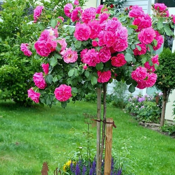 Штамбовая роза Розариум Ютерсен Rosarium Uetersen 130-180см — изображение 3