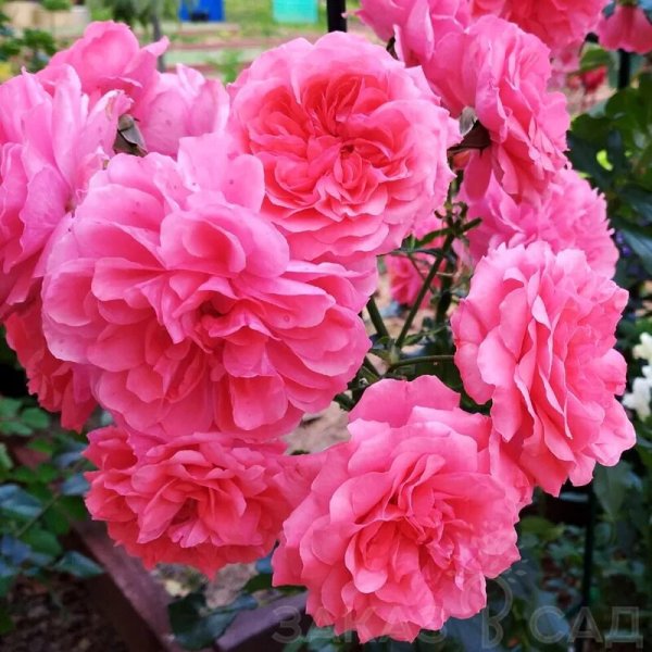 Штамбовая роза Розариум Ютерсен Rosarium Uetersen 130-180см