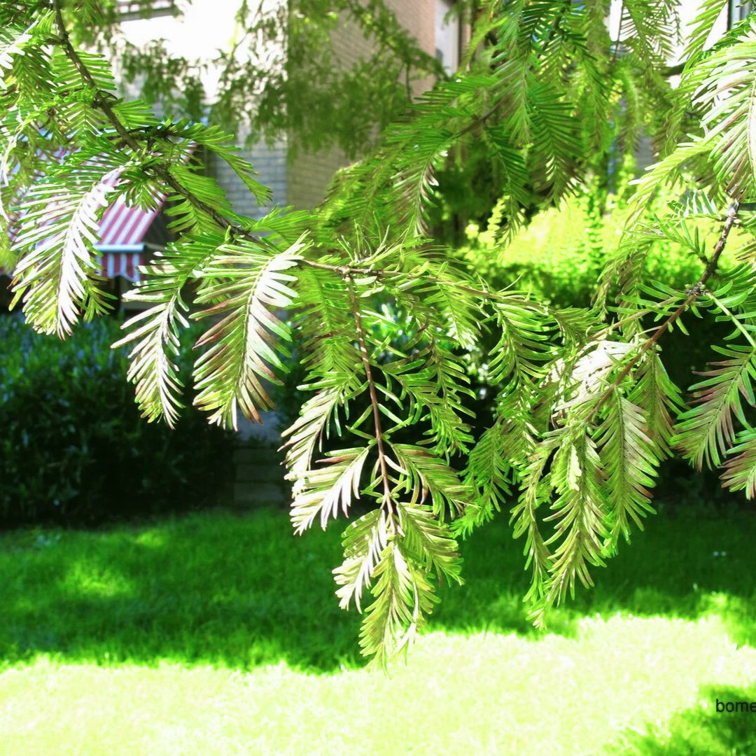 Метасеквойя Metasequoia 650-1500см — изображение 4
