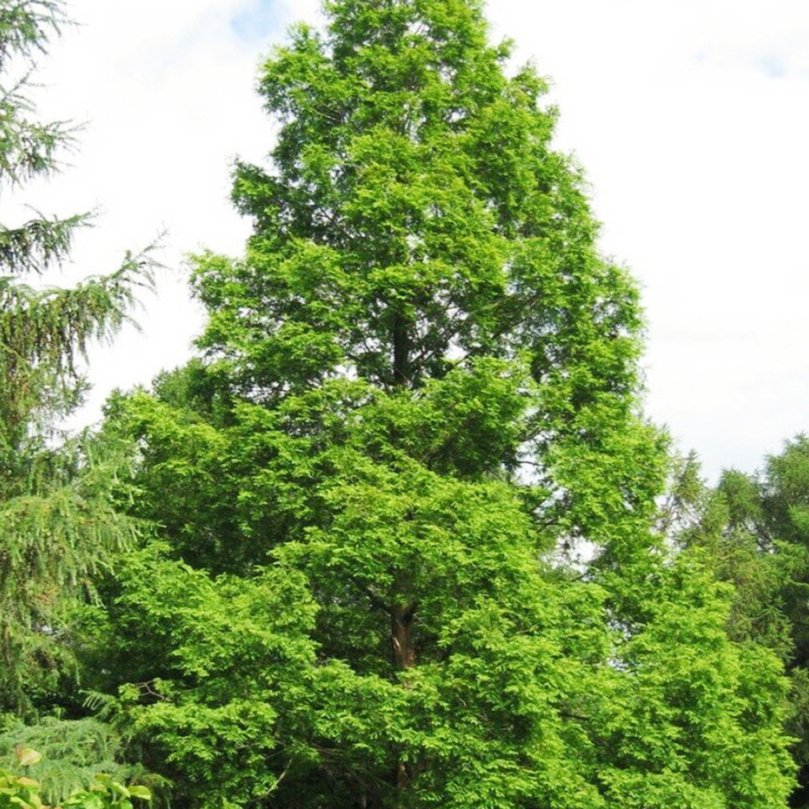Метасеквойя Metasequoia 650-1500см — изображение 3