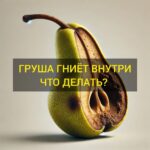 Груша гниёт