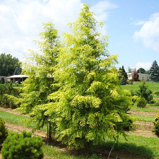 Метасеквойя Metasequoia 650-1500см — изображение 2