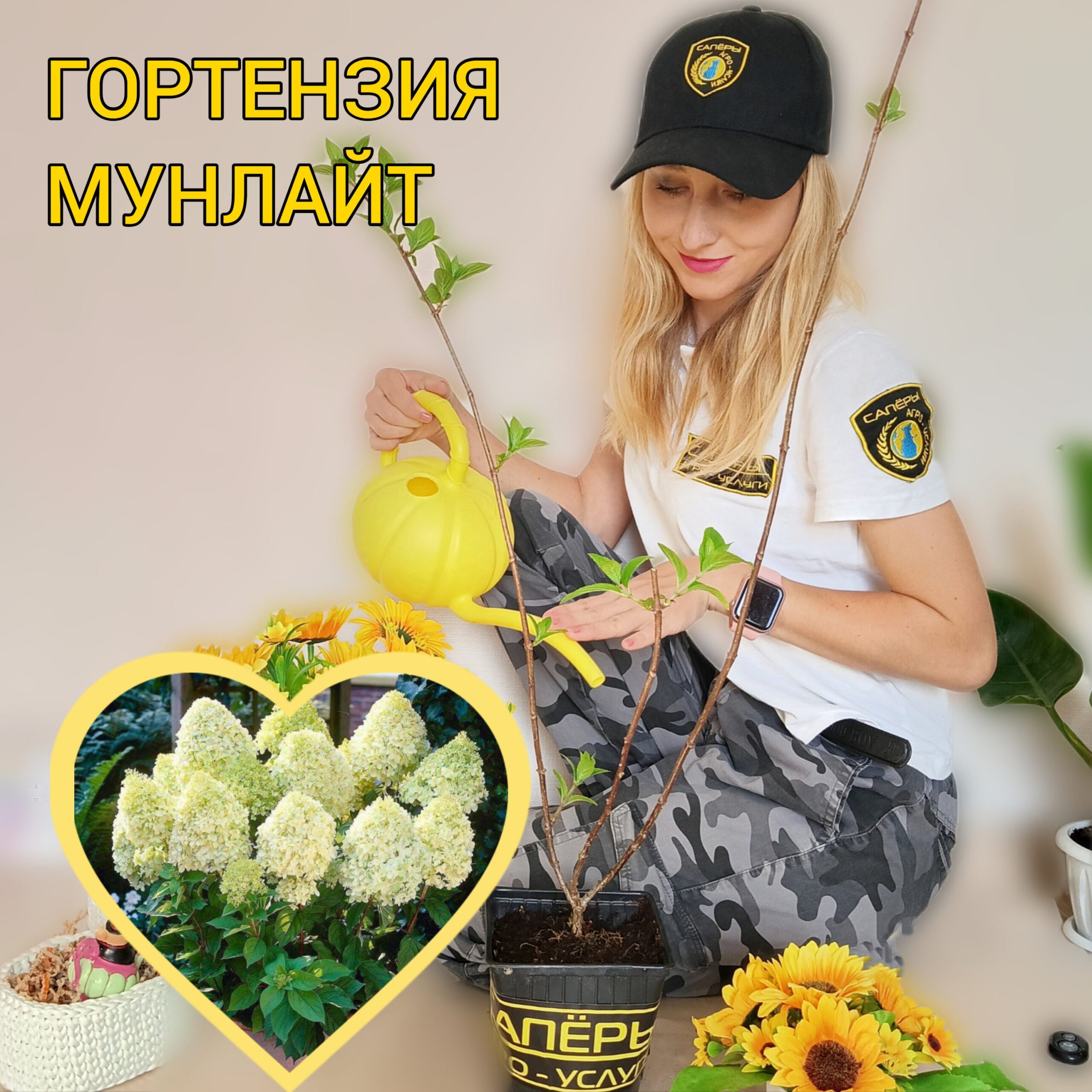 Гортензия метельчатая "Мунлайт" (Magical Moonlight), саженец 30–50 см, ЗКС✨?