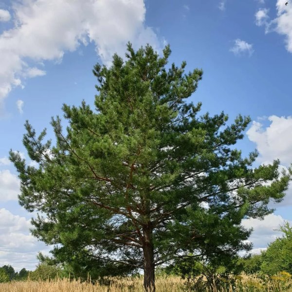 Сосна обыкновенная (Pinus sylvestris), саженец 30–40 см, ЗКС?? — изображение 2