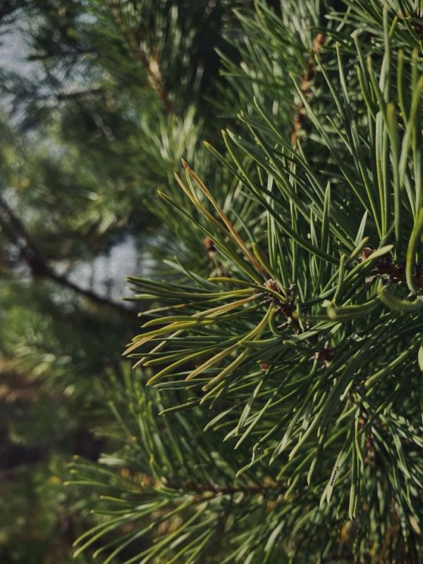 Сосна обыкновенная (Pinus sylvestris), саженец 30–40 см, ЗКС?? — изображение 3