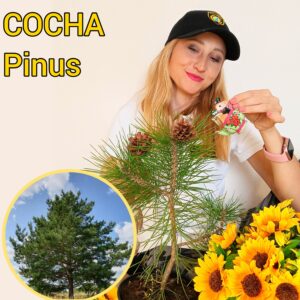Сосна обыкновенная (Pinus sylvestris), саженец 30–40 см, ЗКС??