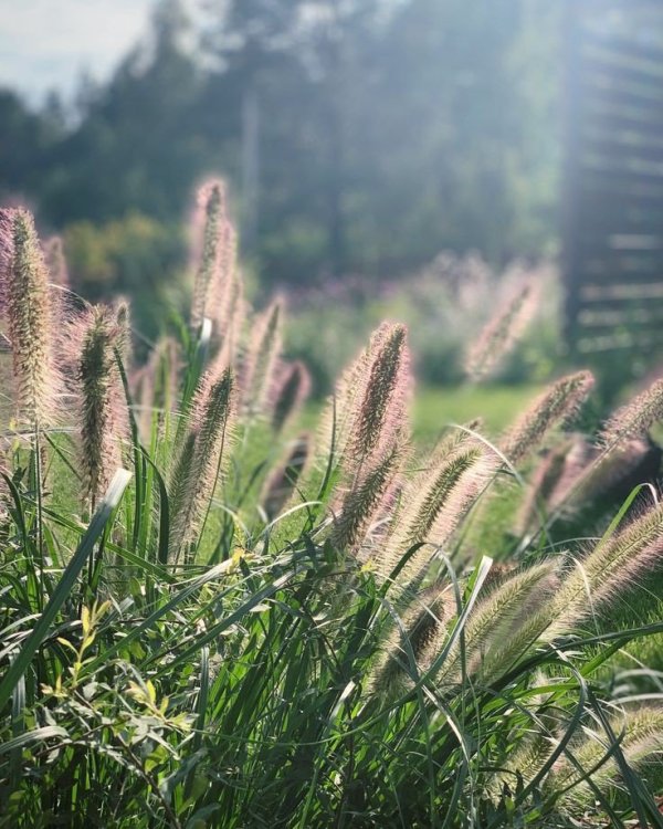 Пеннисетум лисохвостный (Pennisetum alopecuroides) — саженец? — изображение 3