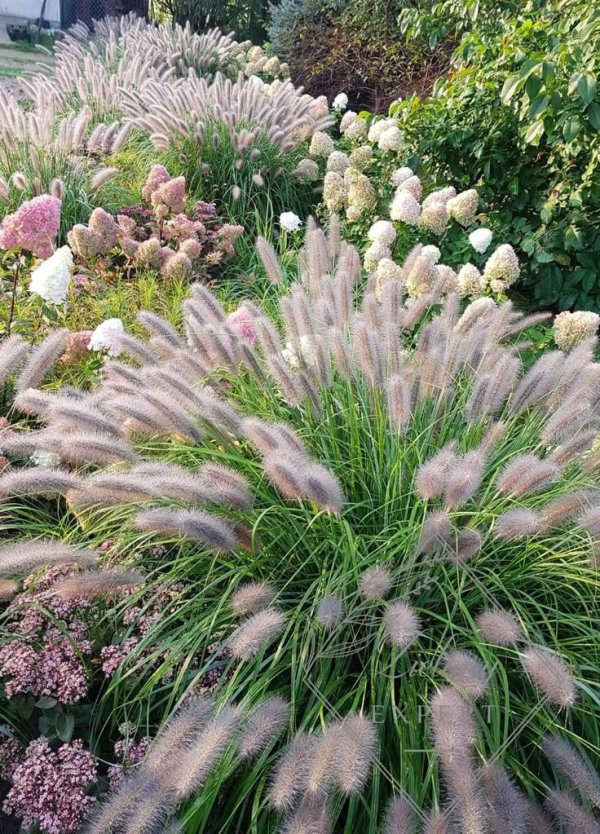 Пеннисетум лисохвостный (Pennisetum alopecuroides) — саженец?