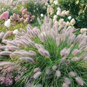 Пеннисетум лисохвостный (Pennisetum alopecuroides) — саженец?