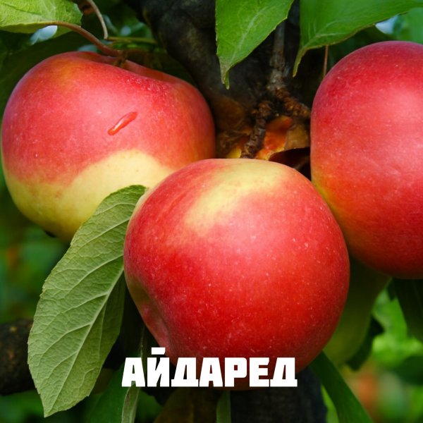 🍎 Саженец яблони Айдаред