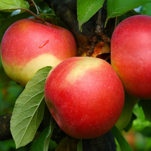 🍎 Саженец яблони Айдаред — изображение 2